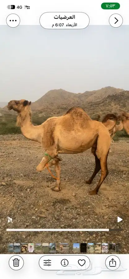 ناقه جنبه 3