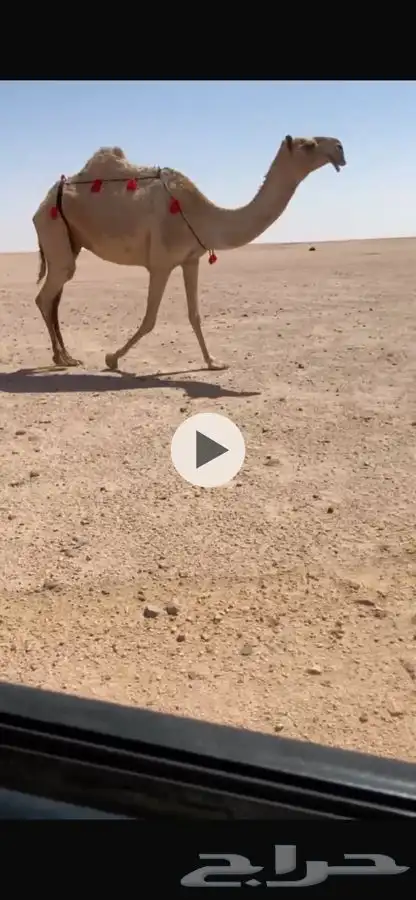 ضرايب 2 طيبات تو مسحبه اعيالها شروط 0