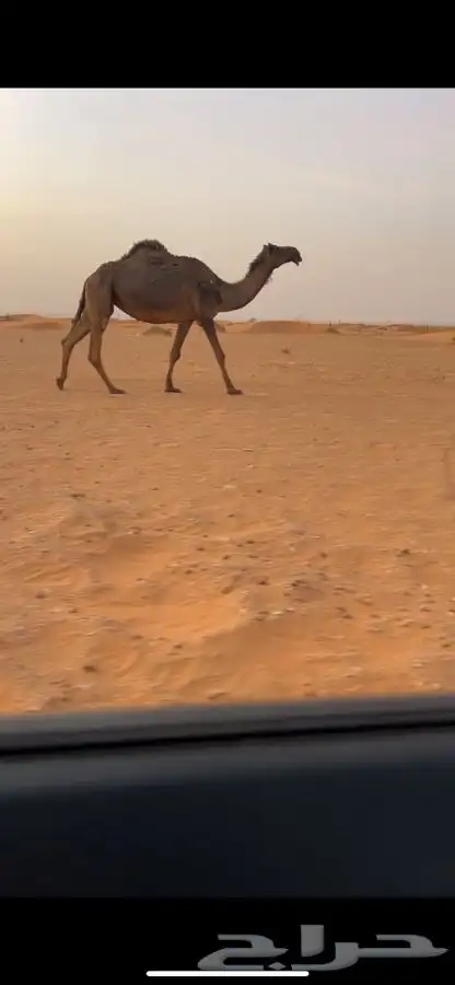 لقحه باقي عليها شهر 0