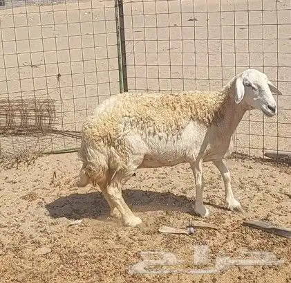 نعجه حايل شرط 1
