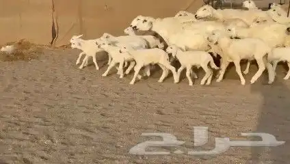 أعرض لكم غنم حريات خلفات طيبة عددها 12 تحتها 12 0