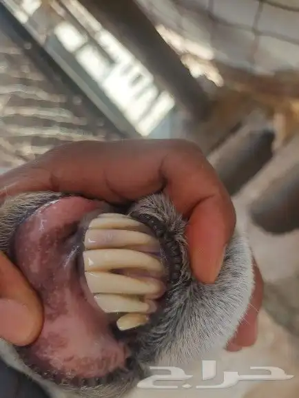 نعجه حايل شرط 6