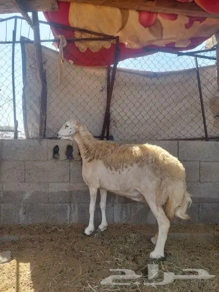 نعجه حايل شرط 4