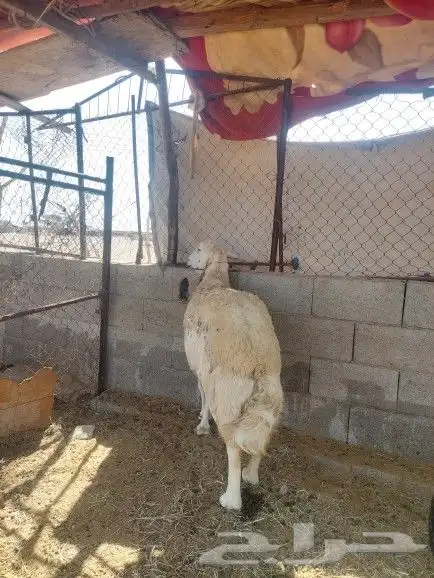 نعجه حايل شرط 5