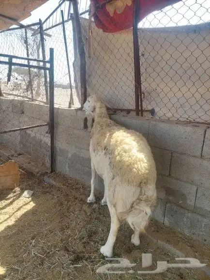 نعجه حايل شرط 3