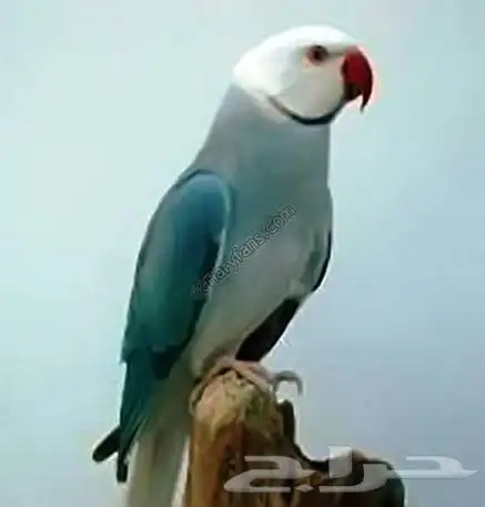 زوج دره كليرتل 0