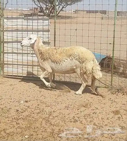 نعجه حايل شرط 0