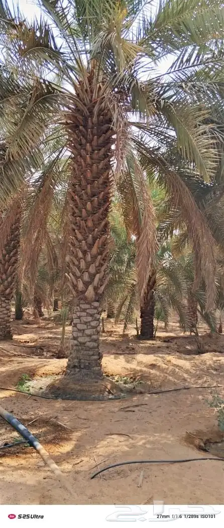 يوجد لدينا جميع انواع انخيل العربي وزينه الوشنطني 0