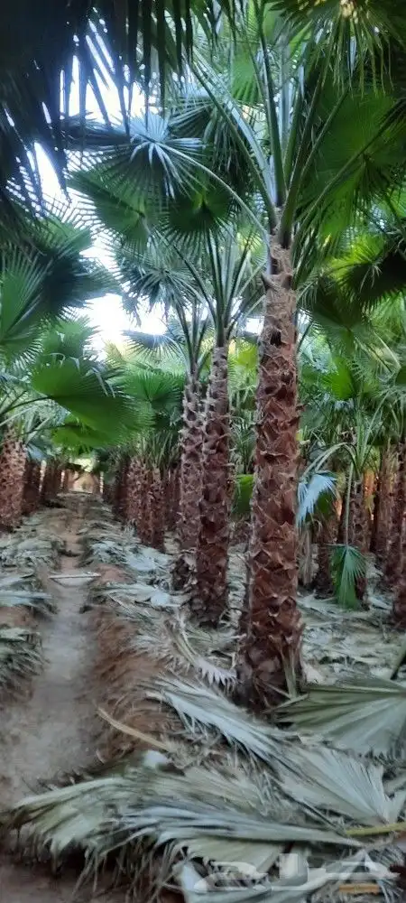 نخل واشنطن 6