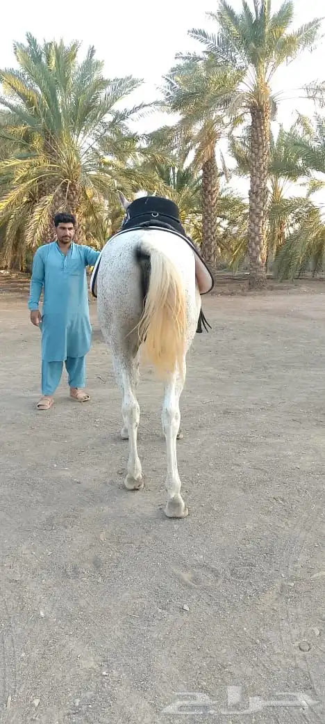 خيل شعبي 5