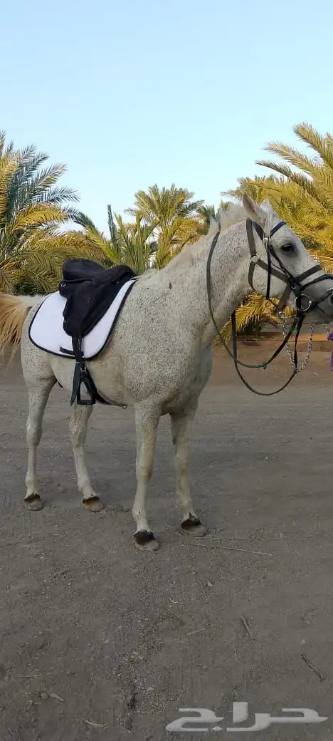 خيل شعبي 0