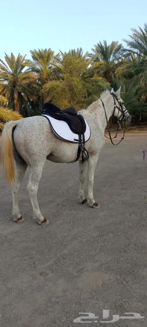 خيل شعبي 2