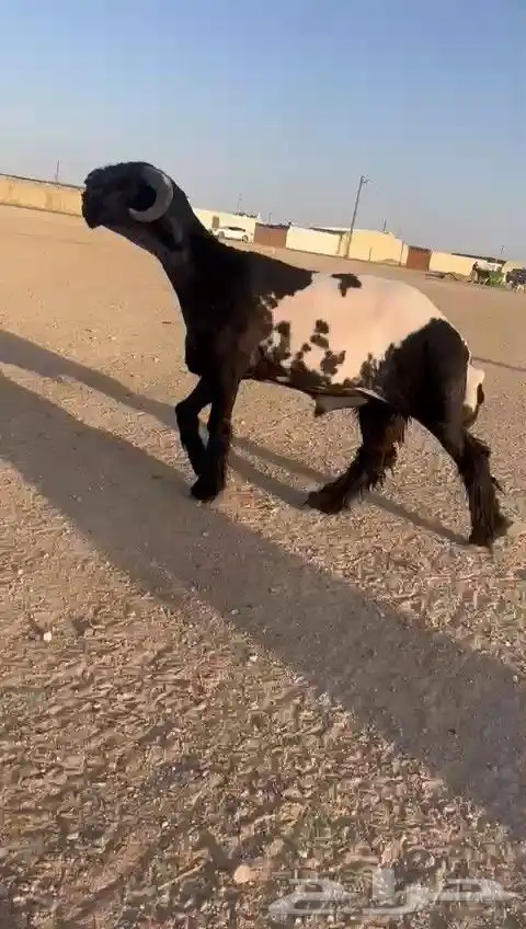 فحل نعيم صنف للبيع 0