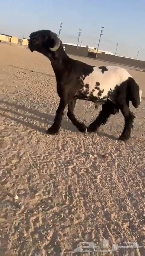 فحل نعيم صنف للبيع 1