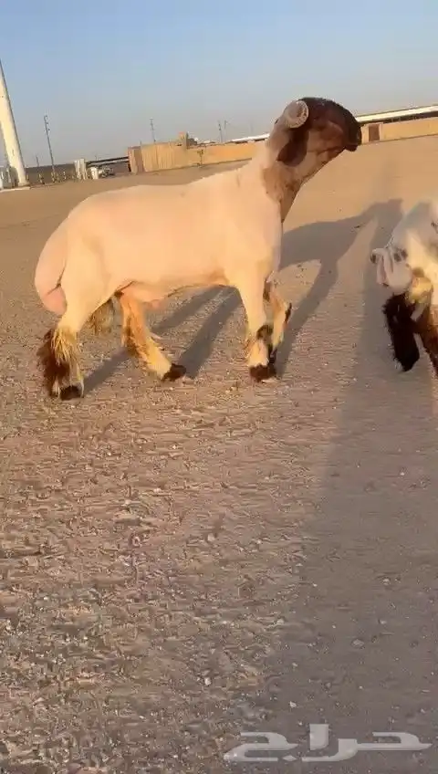فحل نعيم صنف للبيع 4
