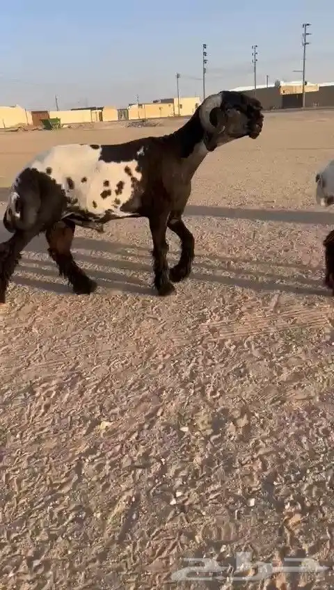 فحل نعيم صنف للبيع 2