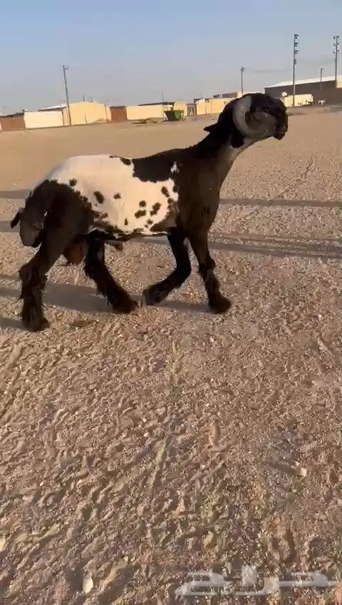 فحل نعيم صنف للبيع 3