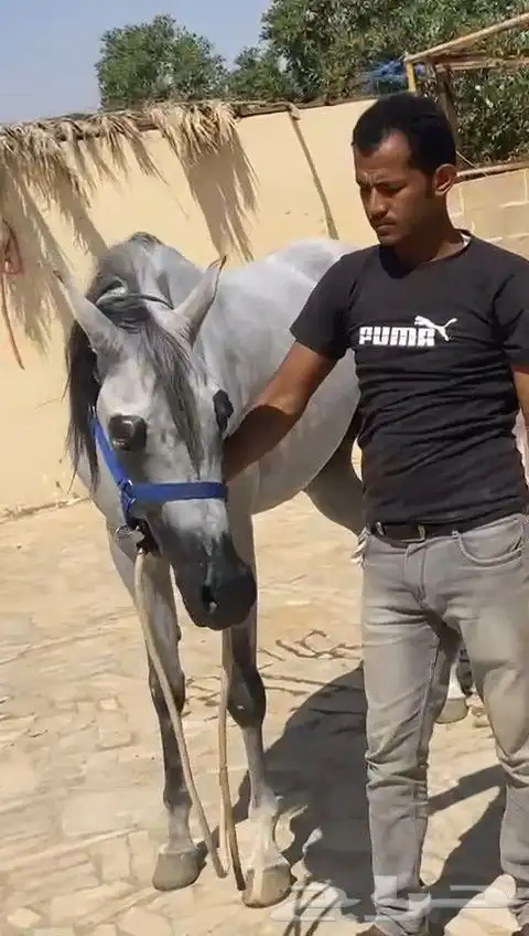 حلاقه خيل تجهيز جمال بطولات 1