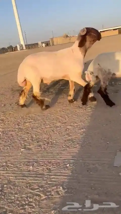 فحل نعيم صنف للبيع 6