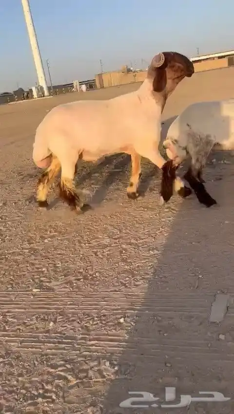 فحل نعيم صنف للبيع 5