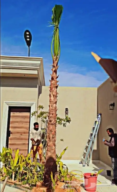 نخل واشنطن زينه 7