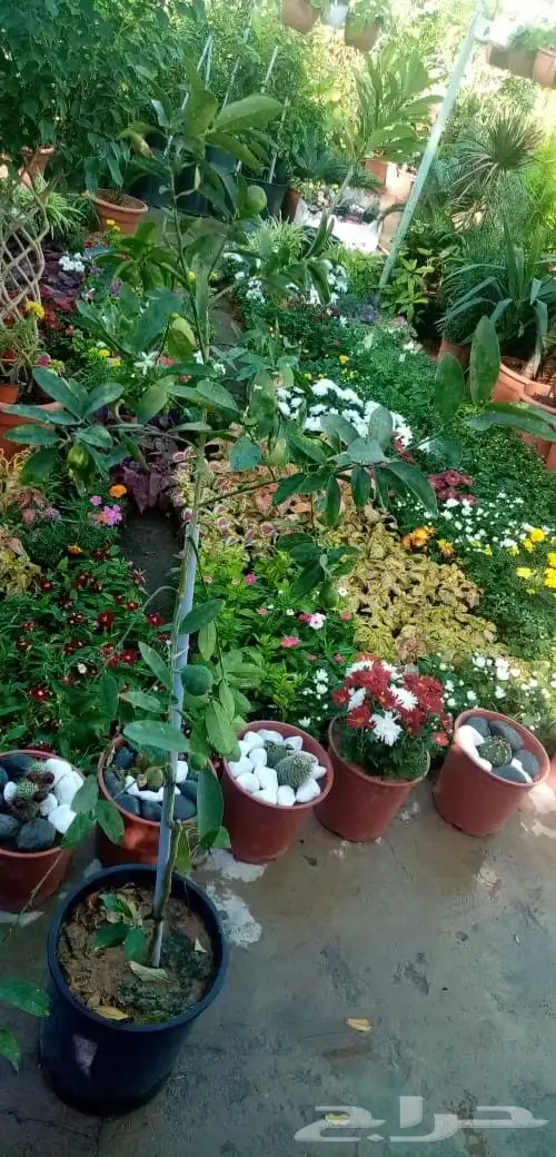 تنسيق حدائق منزلية وملاعب وتركيب جميع أنواع الثيل الطبيعي 8