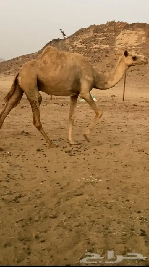 ناقه مهجنه لقحه لها شهر على ولد الذيب بعير ضيف الله العلوني 0