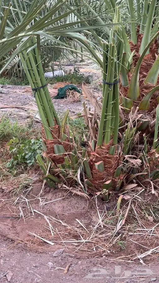 فسائل عنبره للبيع 1