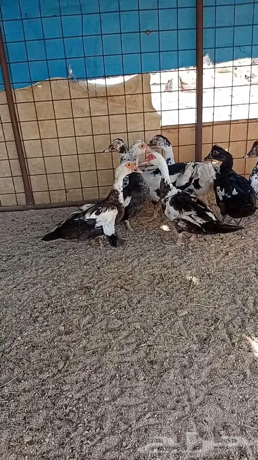 بط بلدي 1