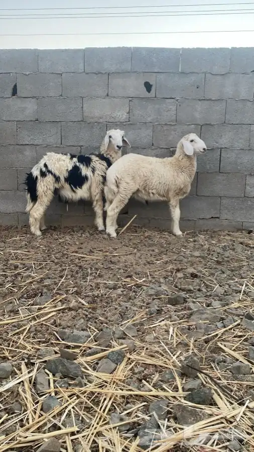 طليان حريات 0