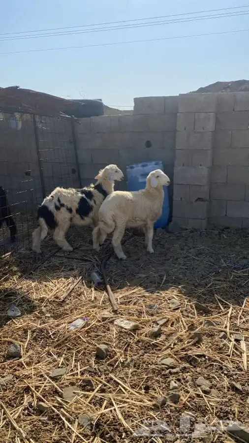 طليان حريات 2