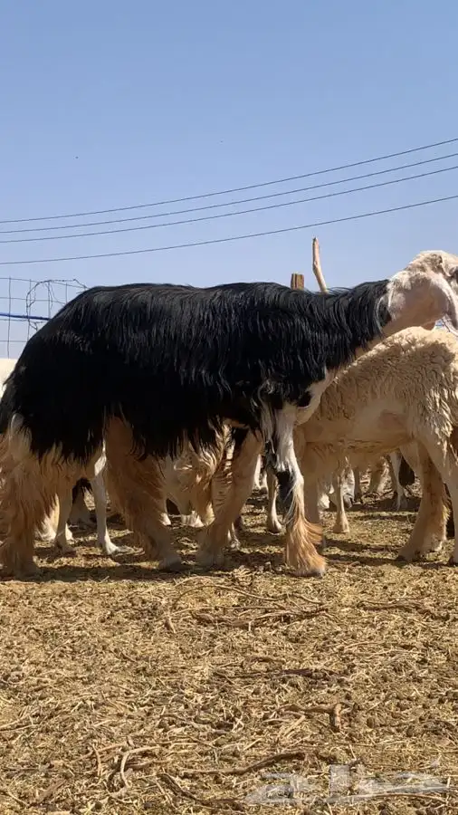 فحل نجدي صنف نادر 2