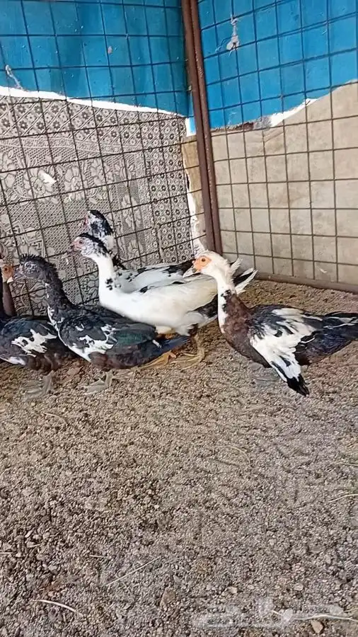 بط بلدي 2