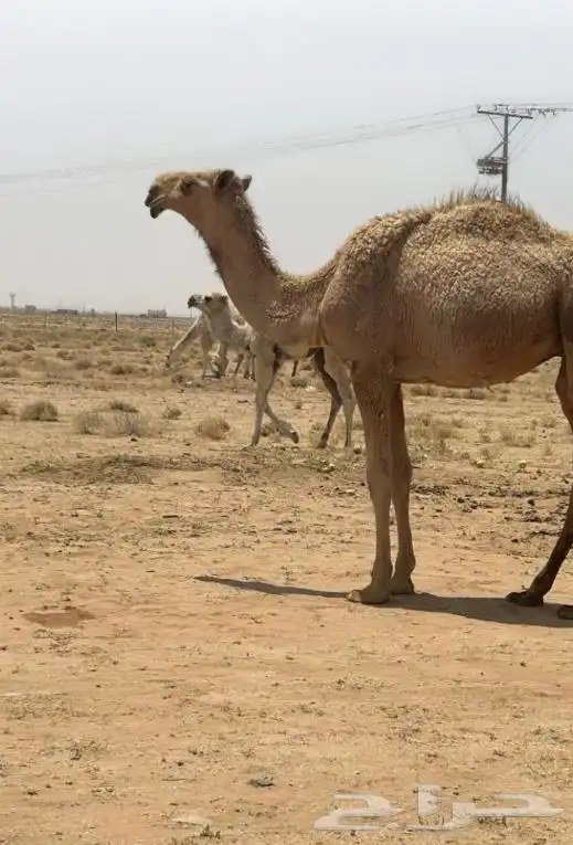 قعود اشعل على ذيب ابو عجاريد 0