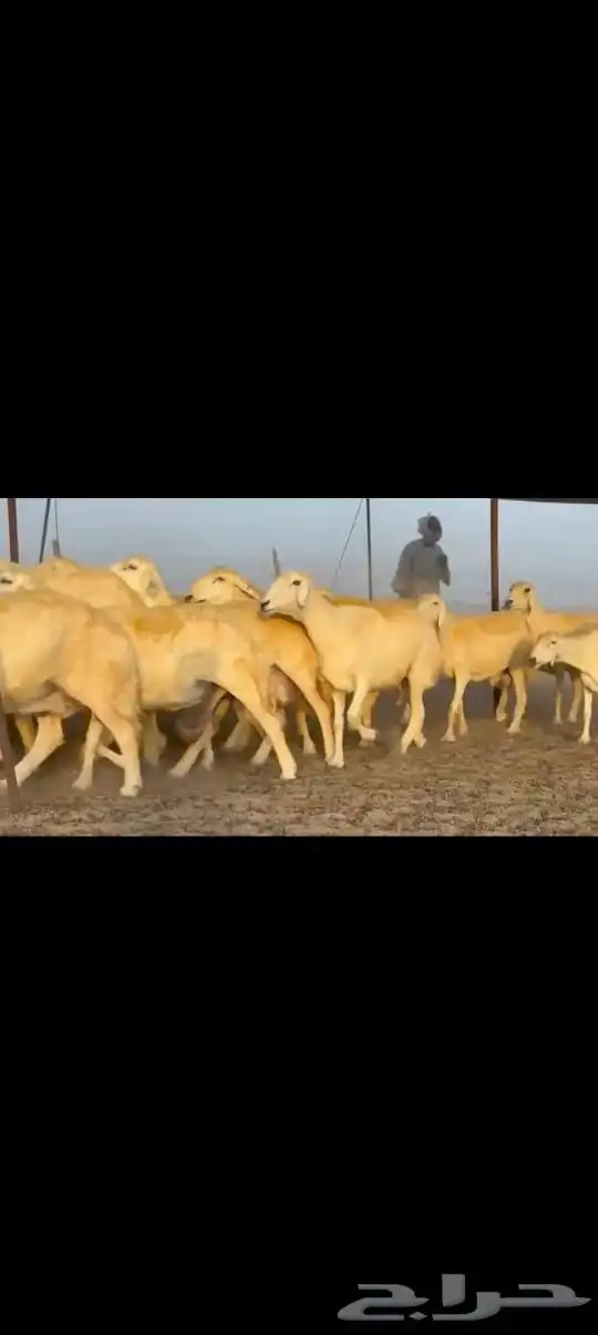 غنم حريات جنب طيبه دفيع ومضاريع 83 2