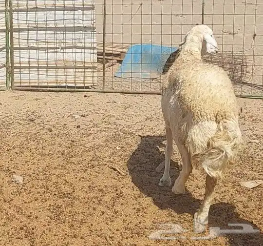 نعجه حايل شرط 2