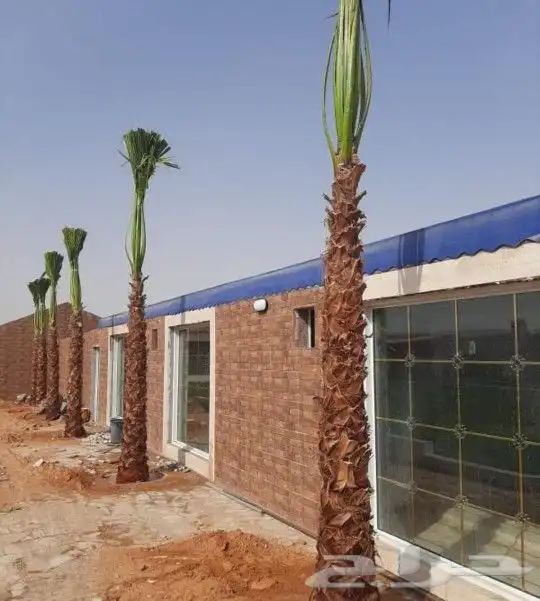 نخل للبيع نقايل فروخ فسايل نخيل صقعي مجدول سري منيفي حلوه غر 3