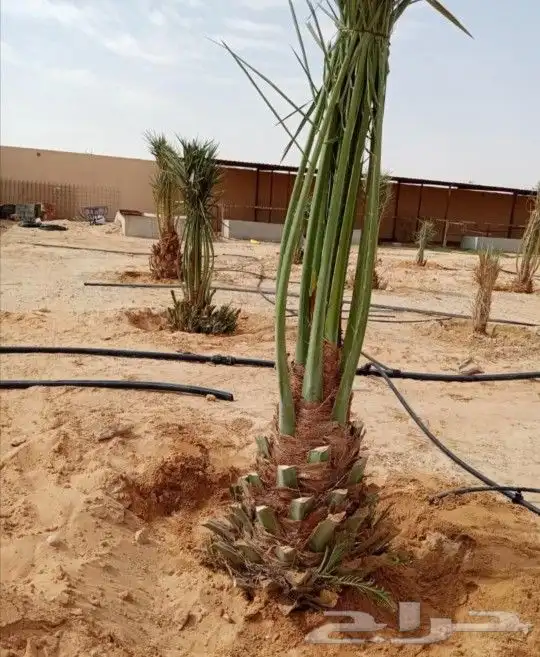 نخل صقعي مجدول فروخ نقايل نخيل اخلاص سكري برحي منيفي شيشي 1