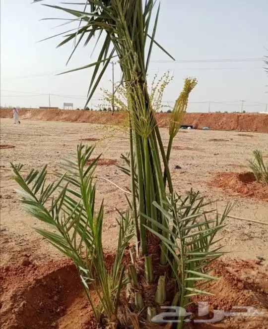 نخل صقعي مجدول فروخ نقايل نخيل اخلاص سكري برحي منيفي شيشي 0