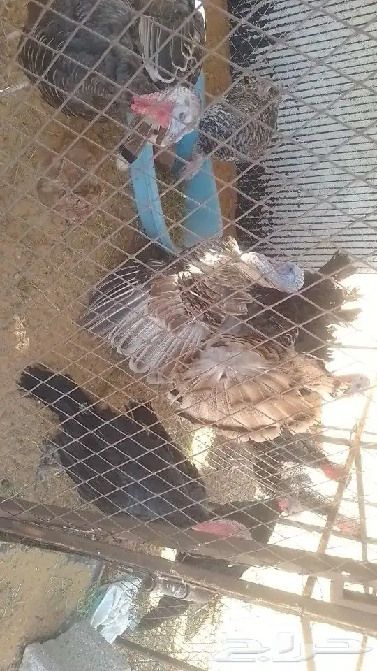 طيور 0