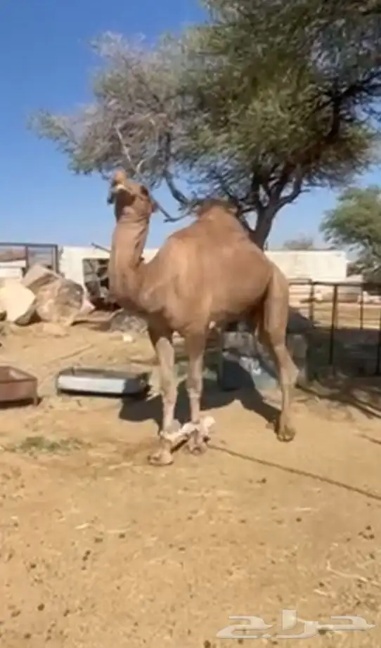 فحل إبل أحمر كفو 3