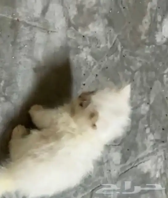 للبيع ب 250قطط 2
