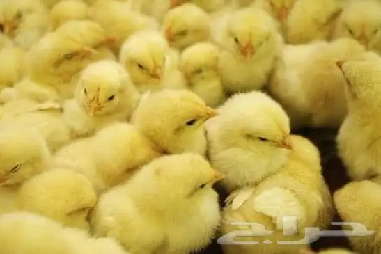 صوص دجاج فروخ قط صيصان كتاكيت صغار 0