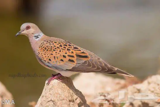 قمري حي للبيع 0
