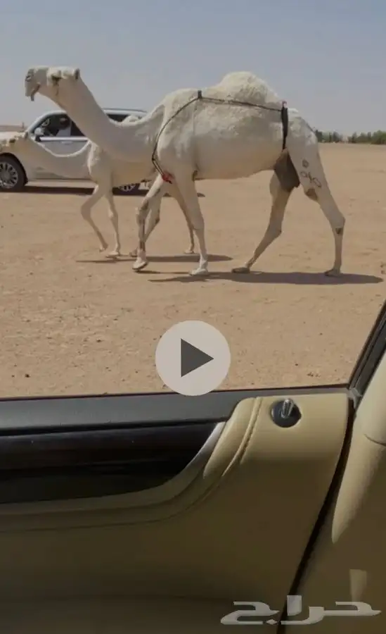 البيعة خلفة 0