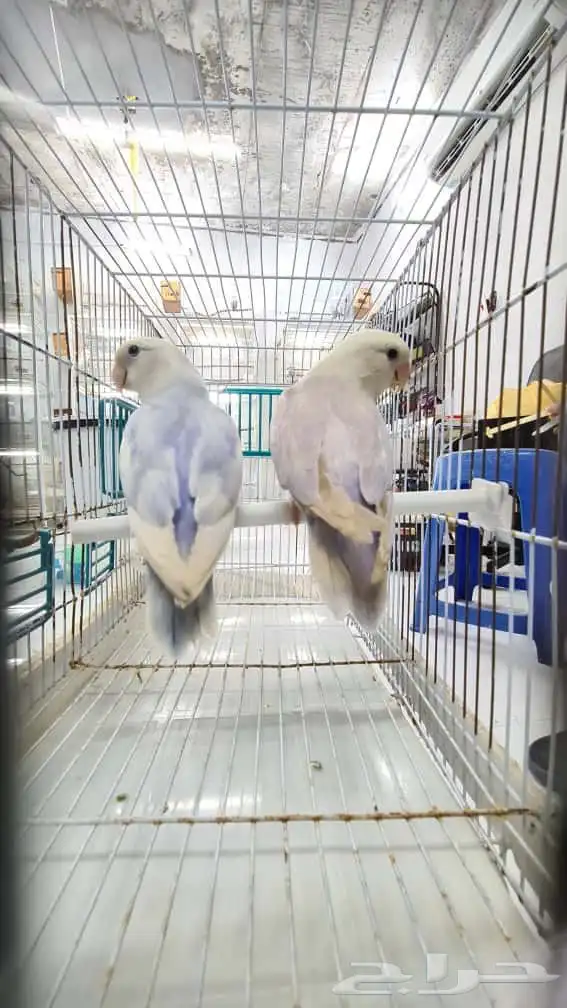 عرض إلى أهل التميز والإبداع ( جوز روز مع فروخه مستوى قوي). 3