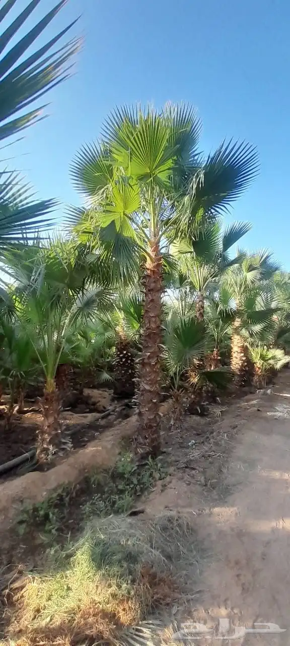 نخل واشنطن زينه درجه اولى وأشجار مختلفة الأنواع 5