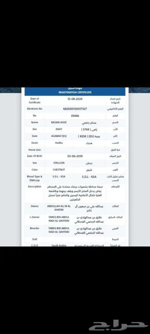 مشالله تبارك الله حصان للبيع 2