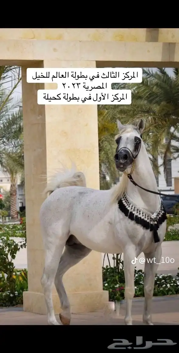 فرس 1