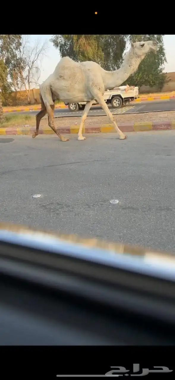 لقحه وضحا 0